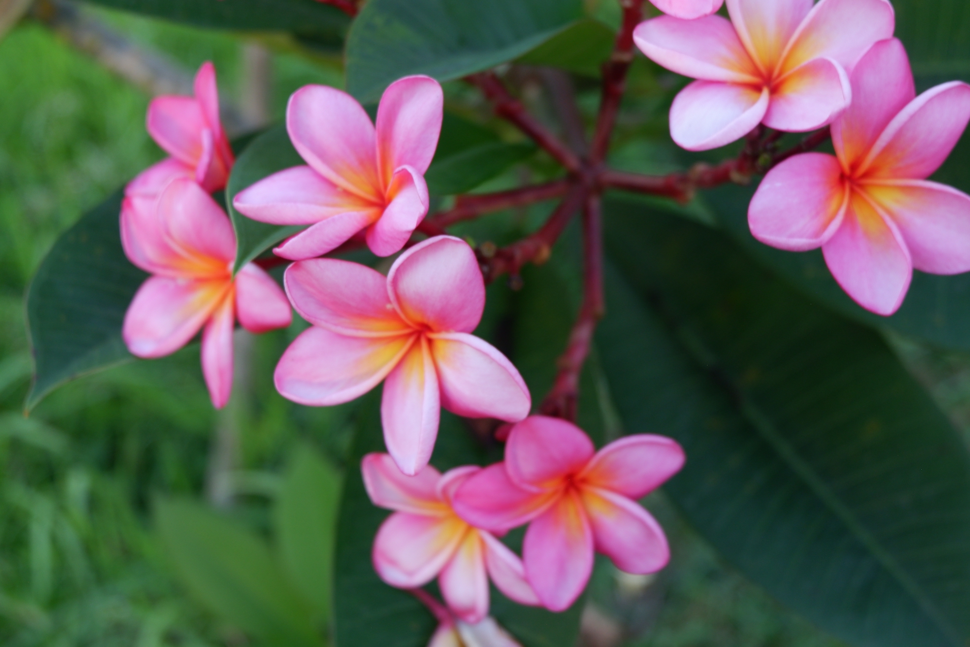 Plumeria rubra